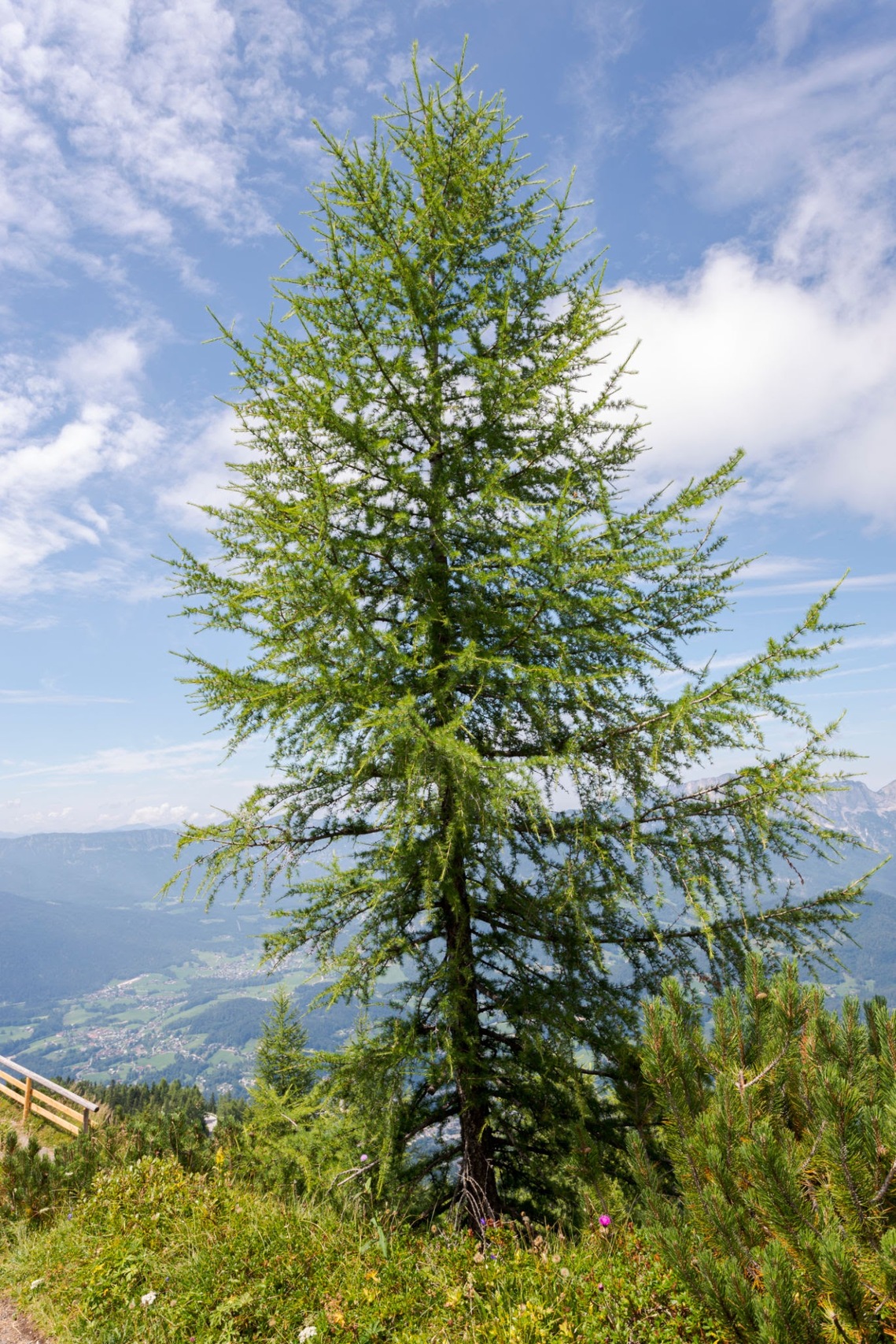 Larch Tree